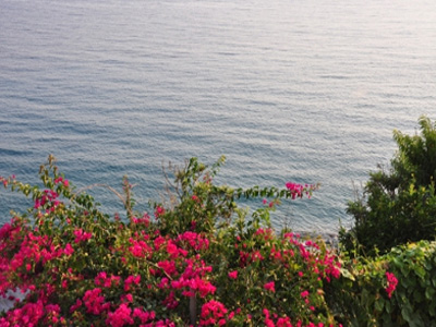 Πράσινη ζωή στη πόλη