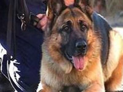 Τον «ξετρύπωσε» ο σκύλος