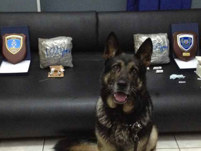 Η μύτη του σκύλου τους οδήγησε στη σύλληψη