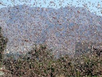 Επιδρομή ακρίδων στον Αη Στράτη
