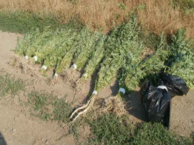 «Ορφανά» δενδρύλλια κάνναβης