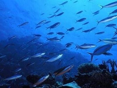 Κέντρο αλιευτικής έρευνας στους Φούρνους