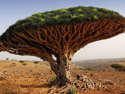 Τα δέντρα στάζουν … αίμα