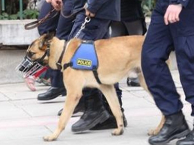 Τον «ξετρύπωσε» ο σκύλος