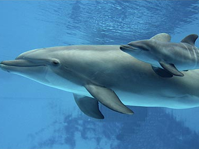 Απίστευτο!!! Τα δελφίνια λύνουν μαθηματικές εξισώσεις