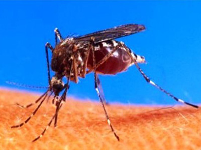 Νεκρός από τον ιό του Δυτικού Νείλου