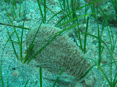 Ο βυθός ως «αποθήκη» του διοξειδίου του άνθρακα