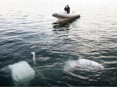 Μαζί με το χασίς έχασαν και το ταχύπλοο!