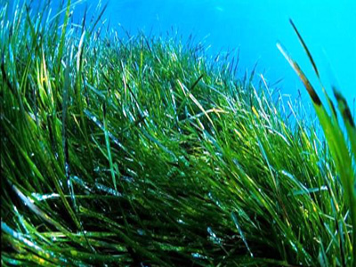 Η καταστροφή των φυκιών επιδεινώνει το κλίμα