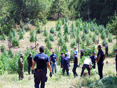 Φυτεία με 250 δενδρύλλια κάνναβης στο Ρέθυμνο