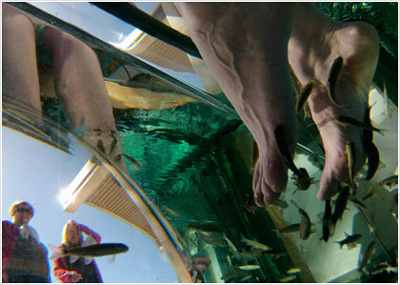 Κίνδυνος μολύνσεων από τις ιχθυοθεραπείες