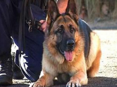 Ο σκύλος τους «ξετρύπωσε»