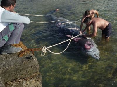 Περιβαλλοντικές οργανώσεις κατά των πολεμικών ασκήσεων στο Ιόνιο