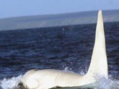 Εθεάθη φάλαινα-δολοφόνος στη Ρωσία για πρώτη φορά