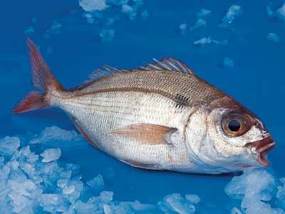 Κατάσχεση αλιευμάτων στην Ιχθυόσκαλα Νέας Μηχανιώνας