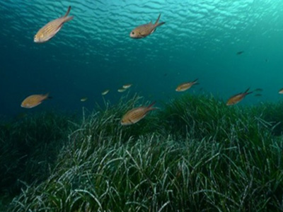 Ποσειδωνία: Tα φύκια προστατεύουν υπερδιπλάσια το περιβάλλον