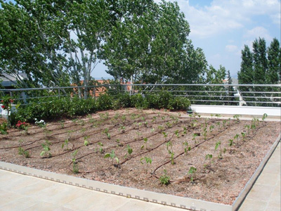 Ντομάτες, πατάτες, φασολάκια ταράτσας…