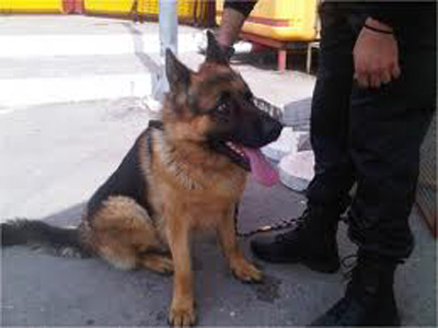 Ο σκύλος τους «οδήγησε» στη σύλληψη