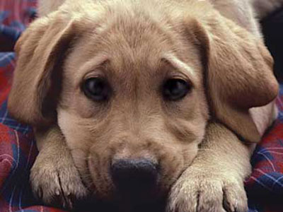 Φροντίδα στα αδέσποτα από το Πολεμικό Ναυτικό