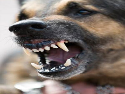 Σοβαρός κίνδυνος από αδέσποτα