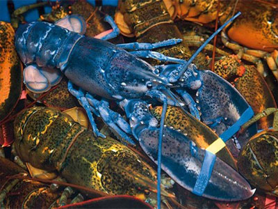 Αστακός χρώματος… μπλέ!