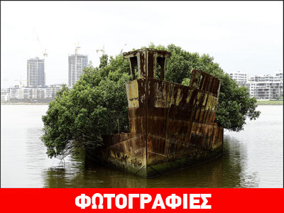 Δάσος… πάνω σε πλοίο!