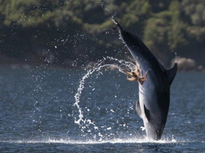 «Κολλητοί φίλοι» έγιναν ένα χταπόδι με ένα δελφίνι