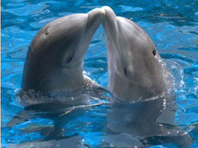 Ζευγάρι δελφινιών στον Πατραϊκό