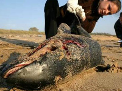 Νεκρά δελφίνια στη Μαύρη Θάλασσα