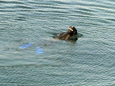 Εντοπίστηκε πτώμα δύτη στο Πόρτο Ράφτη