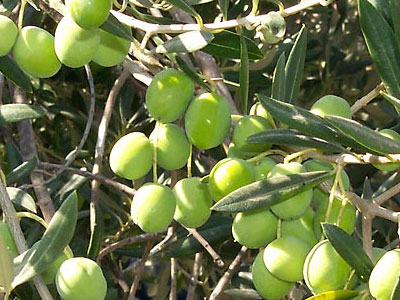 Πράσινη ελιά Χαλκιδικής και «με τη βούλα»