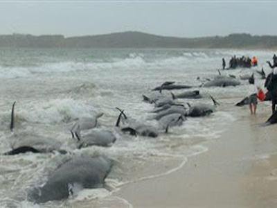 Νεκρές 15 φάλαινες στις ακτές της Φλόριντα