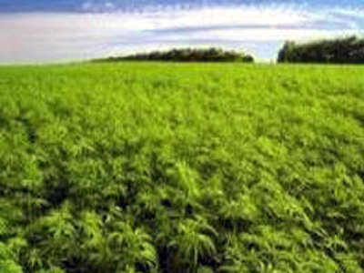 Τεράστια φυτεία χασίς στην Αρχαία Ολυμπία