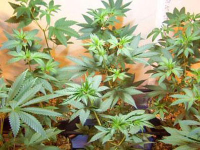 Τα «μεγάλωνε» 4 χρόνια και του το χάλασαν