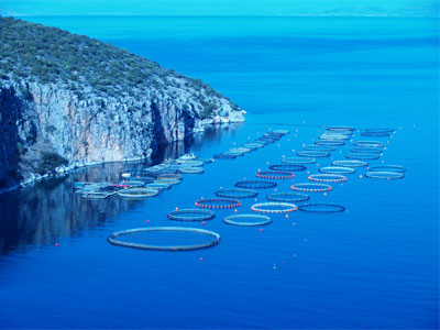 Αναστολή  διαπραγμάτευσης των μετοχών της Interfish