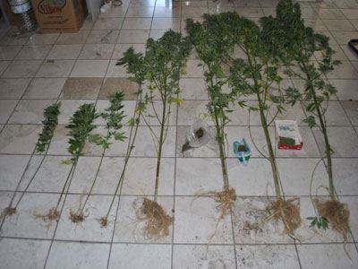 Καλλιεργούσε κάνναβη στο σπίτι του