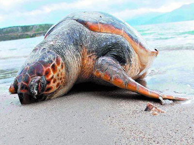 Εντοπισμός νεκρών χελωνών σε παραλίες της Πρέβεζας