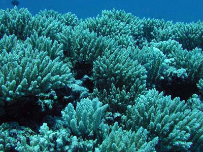 Τα κοράλλια κατέρρευσαν και ανέκαμψαν