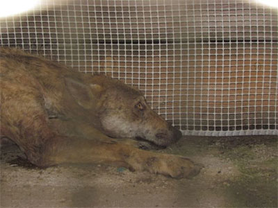 Βοήθεια απο Αρκτούρο σε άρρωστο λύκο