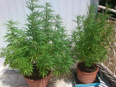 Συνελήφθη επιχειρηματίας για δουλειές με… φούντες