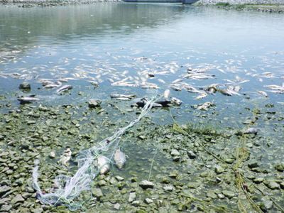 Χιλιάδες νεκρά ψάρια εκβράστηκαν στη λίμνη Κάρλα