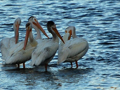 Βοήθεια στους πελεκάνους