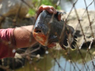 Τούρκος ψάρεψε πιράνχας 45 εκατοστών στον Έβρο
