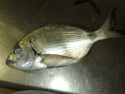 Έλεγχοι στην Ιχθυόσκαλα Δημοσίου της Ν. Μηχανιώνας