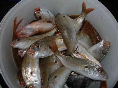 Συλλήψεις για κλοπή στη Σκάλα Αταλάντης