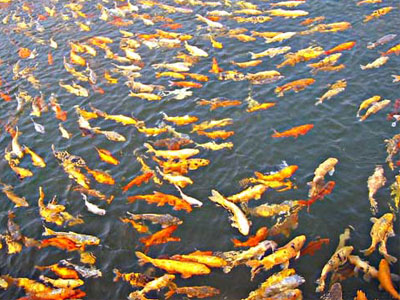 Μόλυνση από … αντισυλληπτικά για τα ποτάμια της Βρετανίας