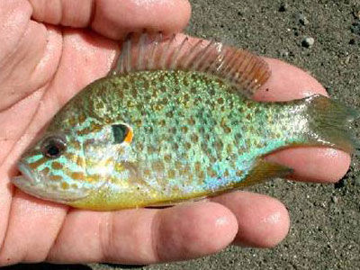 Κατάσχεση ποσότητας αλιευμάτων στο Κερατσίνι