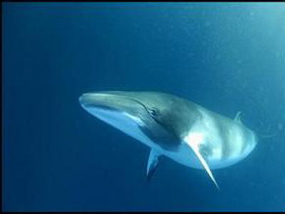 Τεράστια φάλαινα βρέθηκε στο  Σαρωνικό