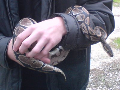 Φυλακή για εκμετάλλευση πύθωνα στα Μάλια