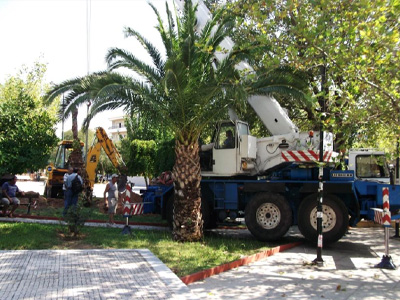 Σε πλατείες της πόλης μεταφέρονται τα δέντρα της πλ. Ελευθερίας